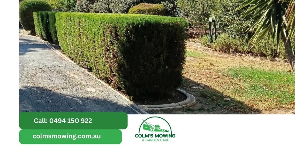 Hedge trimming result